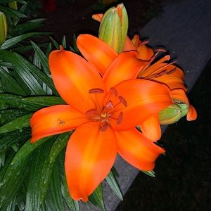 Meet your Posher, Judi